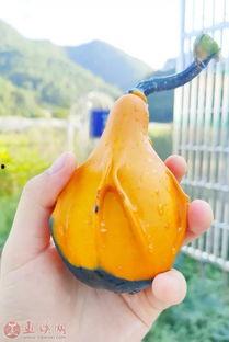 宝妈吃瓜
