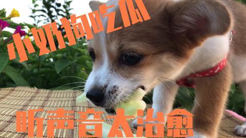 线条小狗吃瓜,线条小狗的夏日瓜趣时光