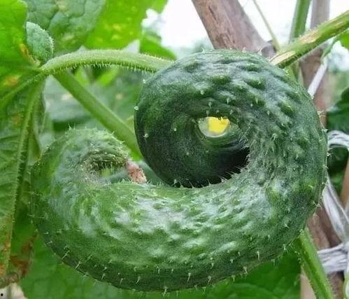 吃茄瓜头晕的原因是,营养过剩还是其他原因？