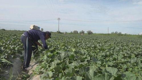 阿勒泰吃瓜缆车,空中观景，畅享夏日清凉新体验