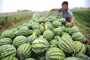 附近吃瓜,吃瓜群众的味蕾盛宴