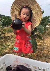 吃瓜大球球,揭秘吃瓜大球球的趣味生活与美食探索之旅