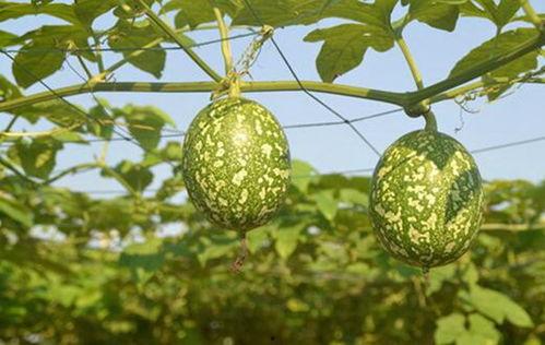 苹果和吊瓜能不能一起吃