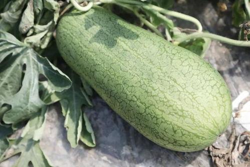 到了吃瓜的季节,畅享清凉吃瓜季