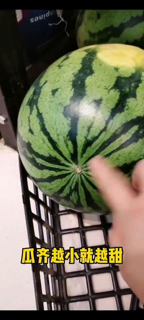 到了吃瓜的季节,畅享清凉吃瓜季