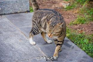 吃瓜群众搞笑猫猫,萌宠界的搞笑担当