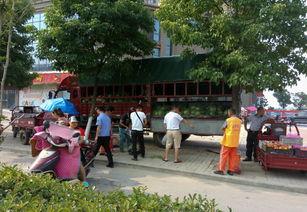 卖瓜小贩吃瓜群众