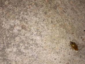 吃瓜的黑色飞虫,揭秘昆虫界的独特现象