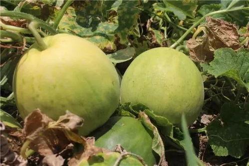 甜瓜视频吃瓜,揭秘娱乐圈吃瓜背后的真相