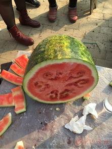 日照204吃瓜视频