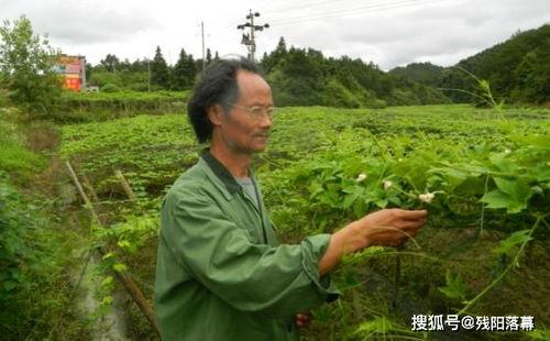 云县李幸吃瓜,吃瓜群众的快乐生活