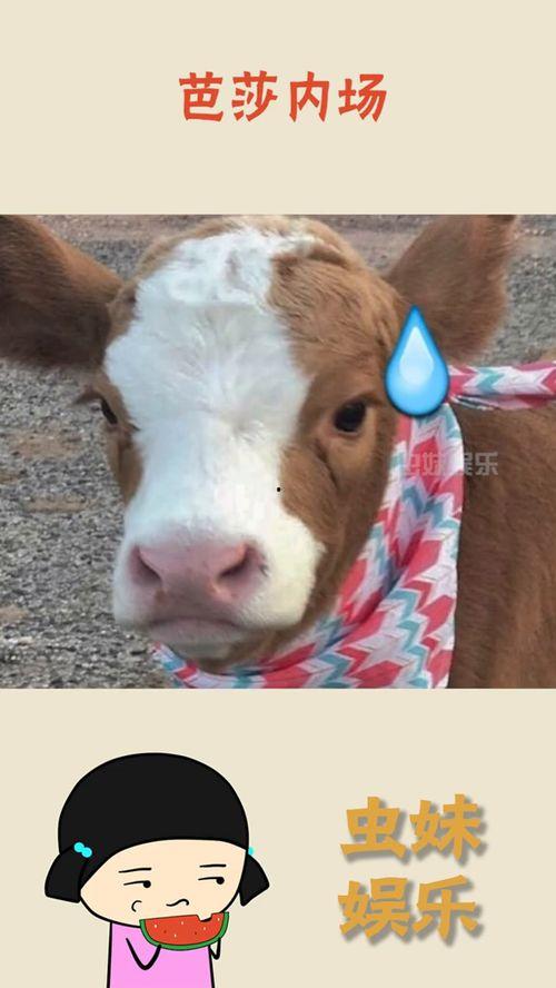 水头吃瓜抖音,抖音带你领略夏日清凉趣味