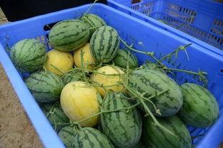 吃瓜群怎么对接