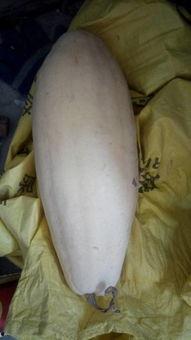 什么动物吃白瓜,食草动物的天赐美食