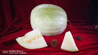 什么动物吃白瓜,食草动物的天赐美食