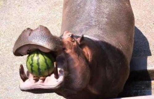 吃瓜香港河马,吃瓜群众的美食探秘之旅