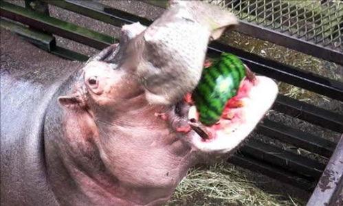 吃瓜香港河马,吃瓜群众的美食探秘之旅