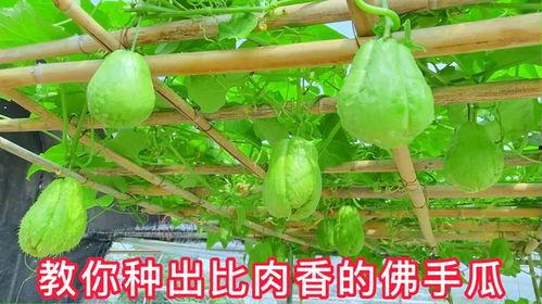 佛手瓜一天吃几次,佛手瓜每日食用频率解析