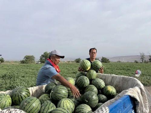 昭平吃瓜,揭秘娱乐圈背后的那些事儿