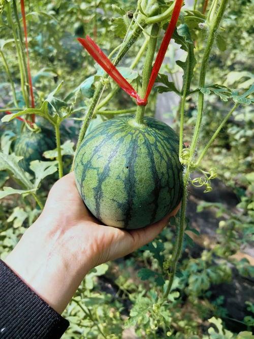 safari吃瓜攻略,轻松解锁美食之旅