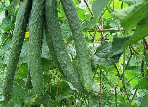 吃疏瓜吃的效果,夏日消暑、健康养生的美味选择