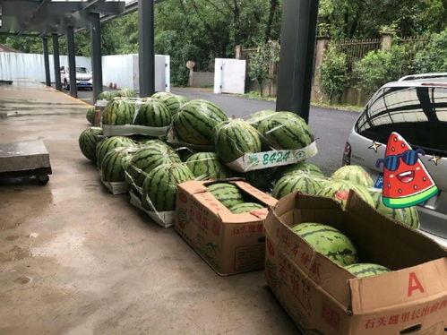 吃瓜驿站上海,揭秘魔都美食与娱乐的交汇之地