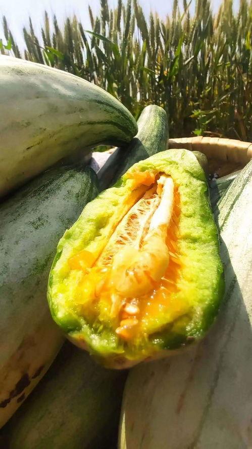 安静吃瓜的麦芽,安静吃瓜者的心灵食粮