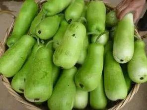 葫芦瓜可以常吃吗,家常菜中的常客，健康饮食的佳选