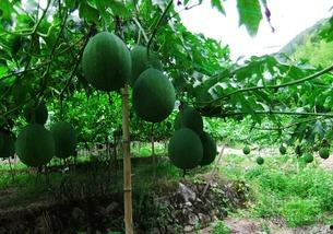 梦见自我吃吊瓜,自我品尝吊瓜的神秘启示