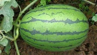 安徽宿州萧县吃瓜,宿州萧县特色吃瓜之旅