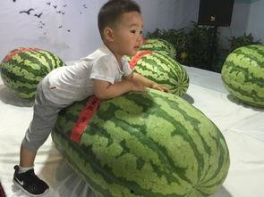 诏安吃瓜群众事件,网络舆论的风暴与反思