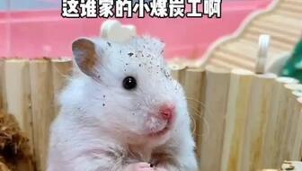 卷毛鼠吃瓜,卷毛鼠的夏日瓜果盛宴