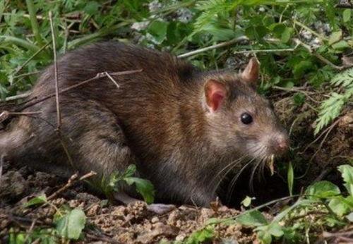 卷毛鼠吃瓜,卷毛鼠的夏日瓜果盛宴