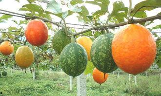 吊瓜怎么吃吊瓜,教你轻松解锁吊瓜食用新境界