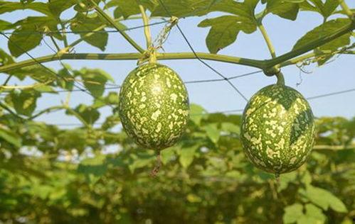 吊瓜怎么吃吊瓜,教你轻松解锁吊瓜食用新境界