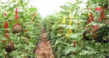 封丘最新吃瓜消息,揭秘当地热点事件背后的真相