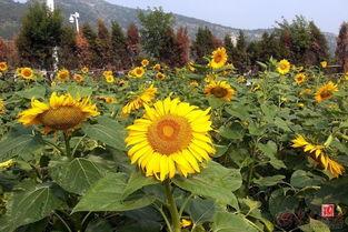 向日葵吃瓜图片,自然界的和谐交响