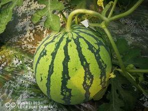 万小刀吃瓜,揭秘娱乐圈背后的那些事儿