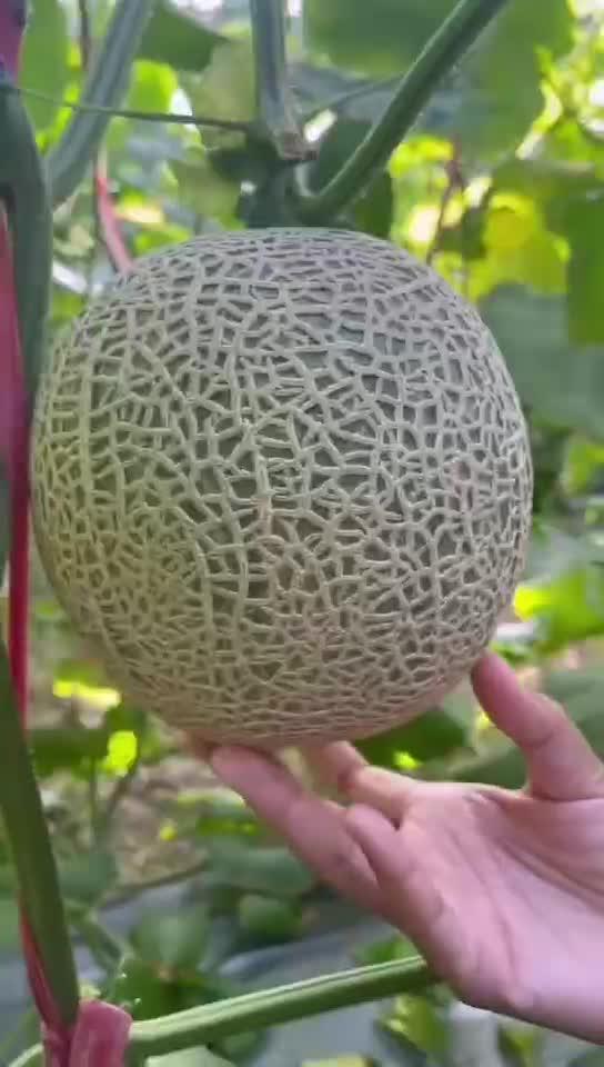 玲珑蜜瓜怎么吃,解锁夏日清新口感