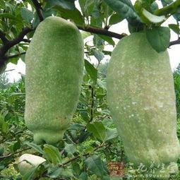 半边瓜怎么吃效果最好,最佳食用方法，效果翻倍！