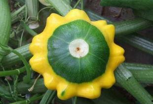 飞碟瓜可以吃吗,揭秘其神秘外观与食用价值