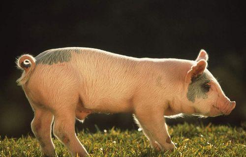 不是懒猪吃瓜,懒猪吃瓜背后的生活哲学与人生启示