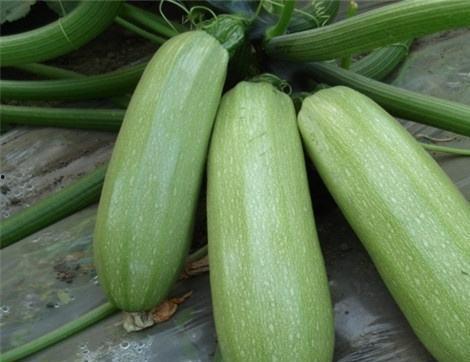 东吃五谷西吃瓜,探寻五谷与瓜果的独特风味