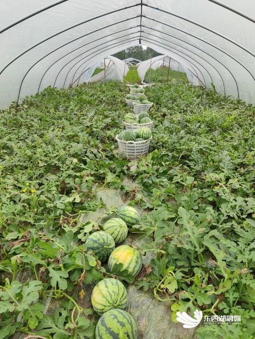 看花和吃瓜引导语,品味生活百态