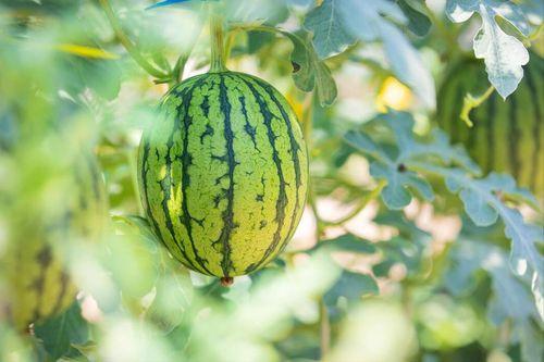 如何吃最新的瓜,揭秘娱乐圈最新瓜果盛宴