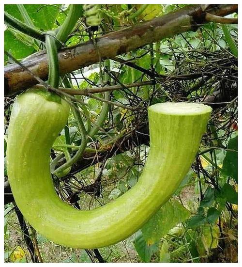 长意吃瓜视频,揭秘娱乐圈幕后故事，带你领略明星真实生活