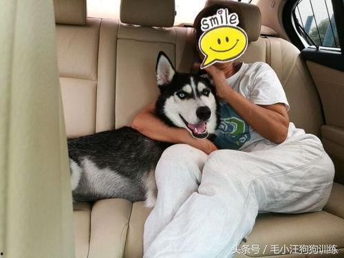 带你吃瓜奇葩狗狗,带你领略“吃瓜”界的奇葩风采