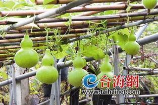 艾灸后吃葫芦瓜