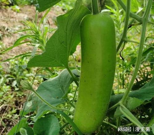 孕妇怎么吃瓠子瓜,瓠子瓜的食用方法与益处