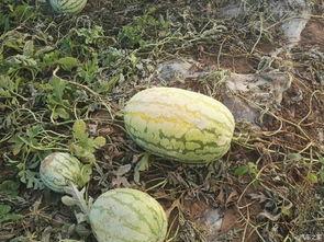 台湾吃瓜论坛社区,揭秘岛内热门话题与网友热议瞬间